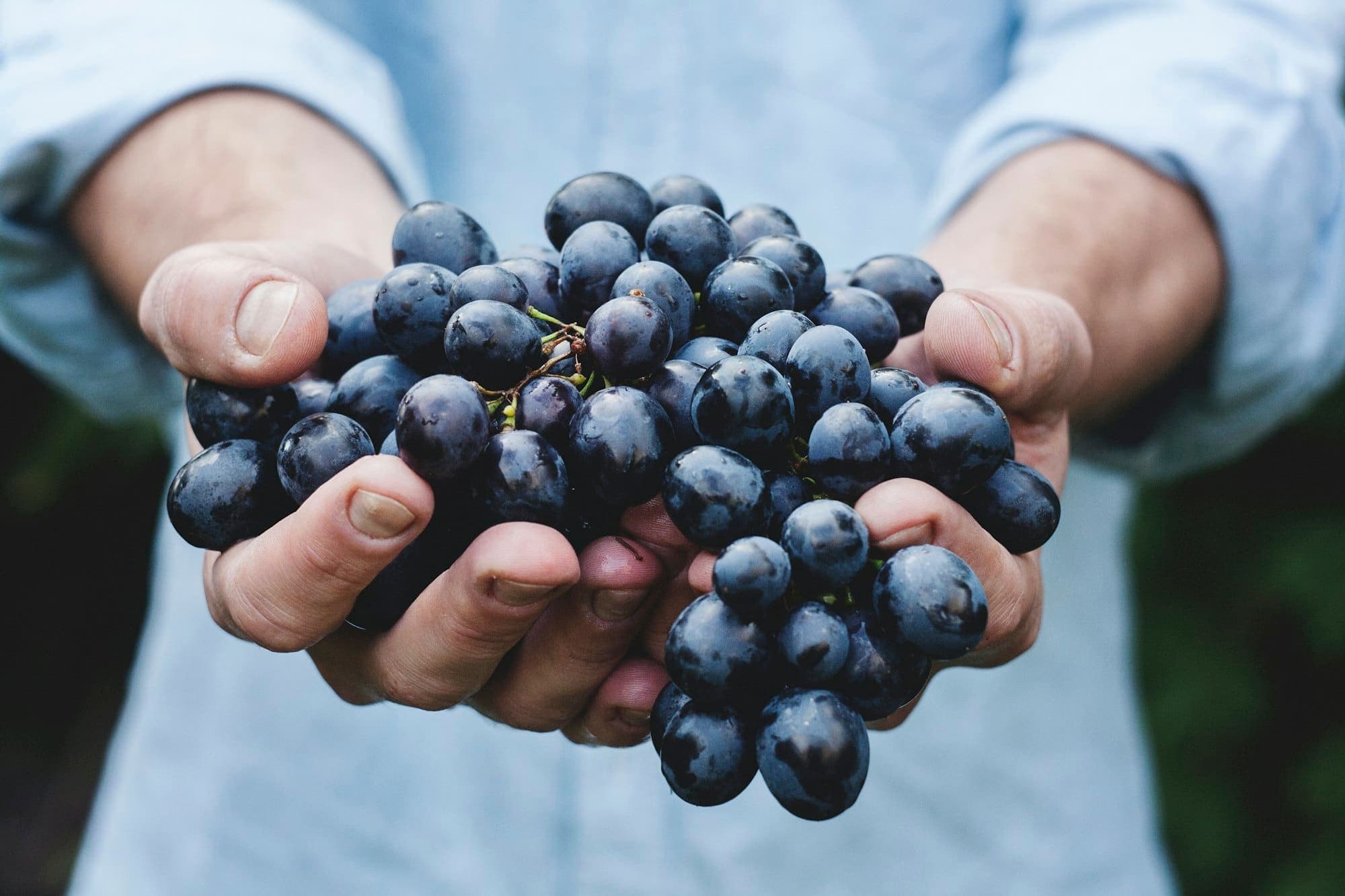 Mãos a segurar um cacho de uvas tintas