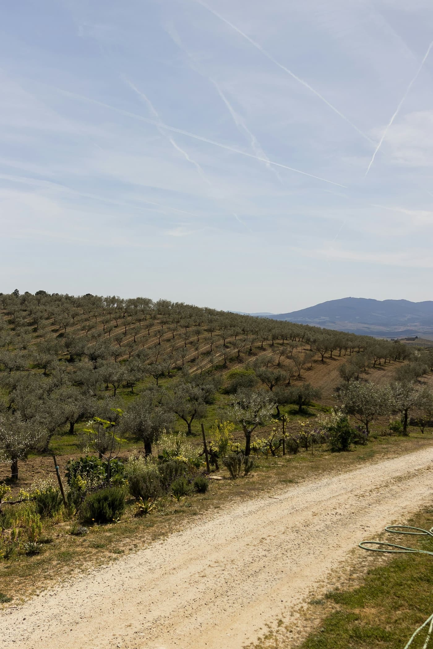 Olival em Portugal com caminho de terra